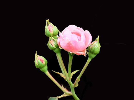 430009 (a): :1600x1200